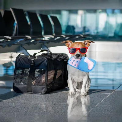 Zoomtopia Tapis à renifler pour chiots et petits chiens