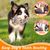 IntiMeg Jouet de traction en coton pour chien extérieur
