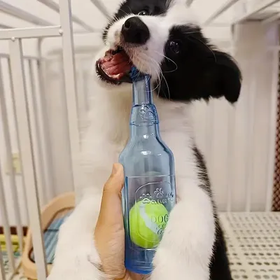 Zoomtopia Jouet en caoutchouc pour chien en forme de bouteille