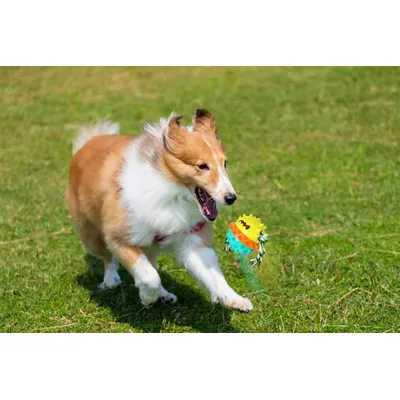Jouets pour chiens distributeurs de friandises et jouets à mâcher