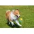 Jouets pour chiens distributeurs de friandises et jouets à mâcher