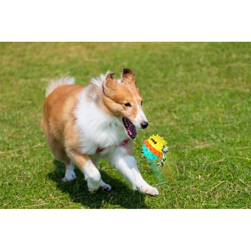 Jouets pour chiens distributeurs de friandises et jouets à mâcher