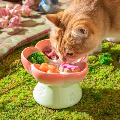 Gamelle surélevée en céramique pour chat à alimentation lente