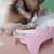 Zoomtopia Gamelle surélevée pour chat