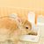 Pawzy Mangeoire pour cage d'animaux