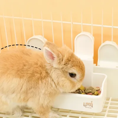 Pawzy Mangeoire pour cage d'animaux