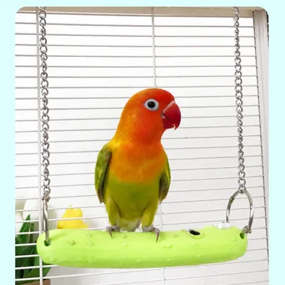 Zoomtopia Balançoire concombre pour perroquets et oiseaux