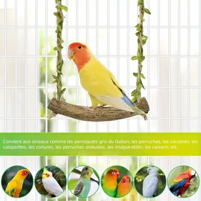 Zoomtopia Perchoir interactif pour oiseaux