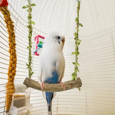 Zoomtopia Perchoir interactif pour oiseaux