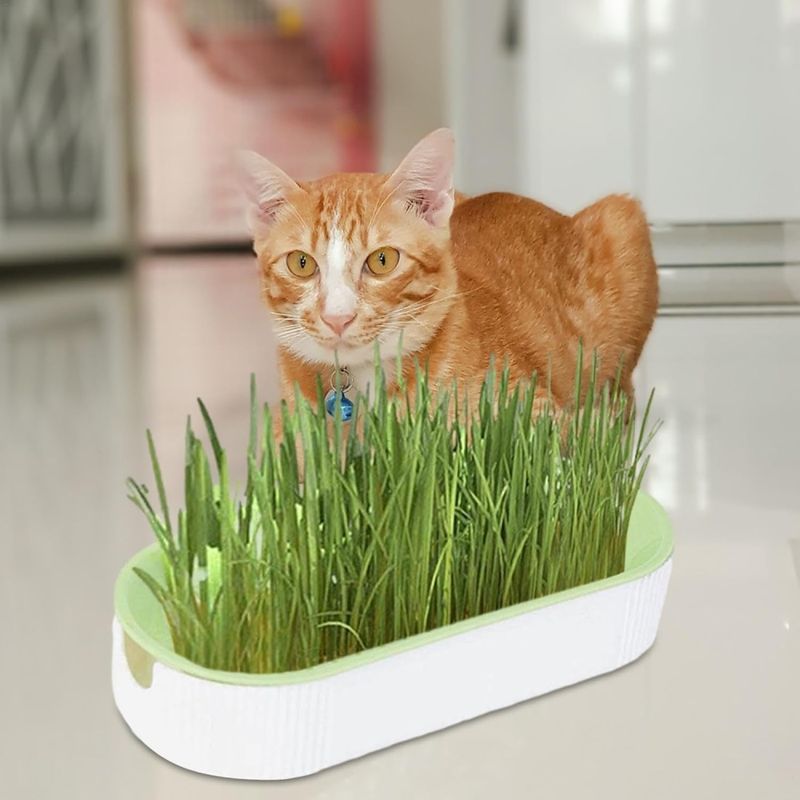 Zoomtopia Boîte de plantation pour culture de chat