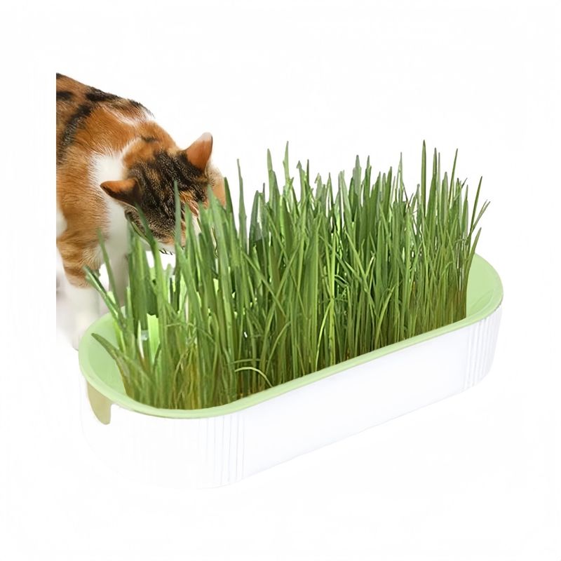 Zoomtopia Boîte de plantation pour culture de chat