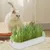 Zoomtopia Boîte de plantation pour culture de chat