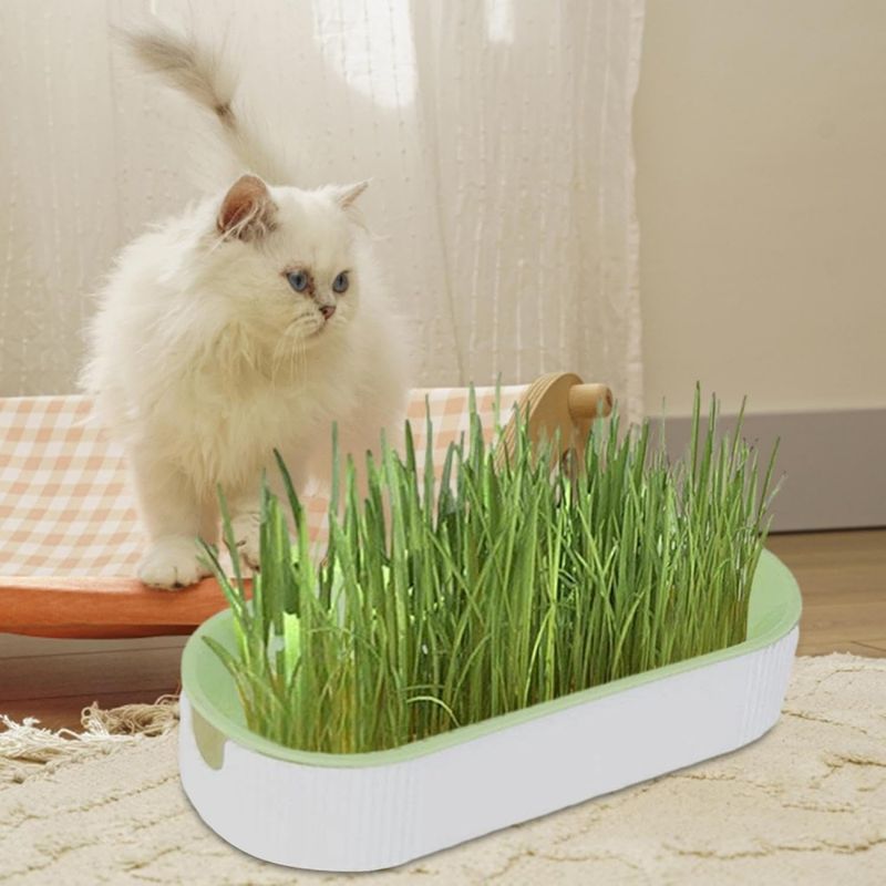 Zoomtopia Boîte de plantation pour culture de chat