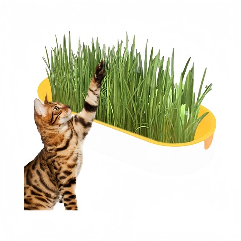 Zoomtopia Boîte de plantation pour culture de chat