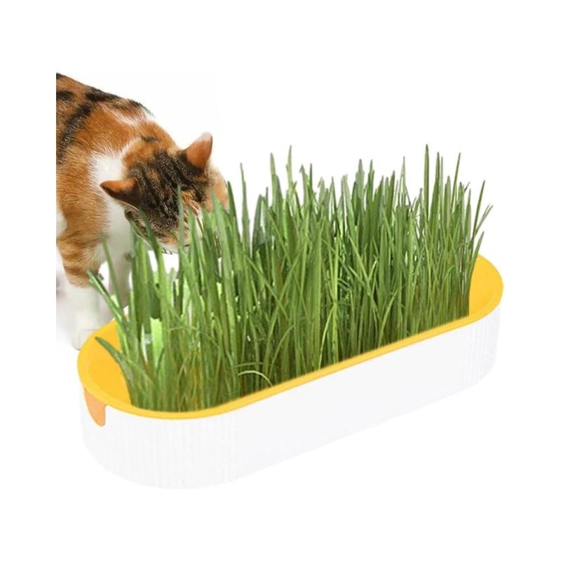 Zoomtopia Boîte de plantation pour culture de chat