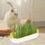 Zoomtopia Boîte de plantation pour culture de chat