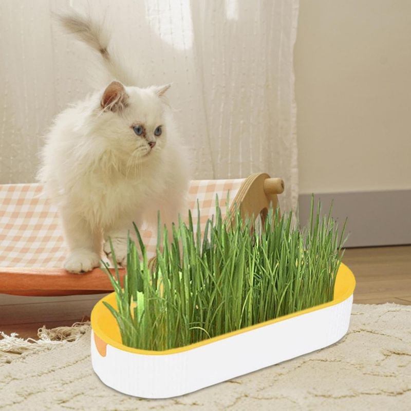 Zoomtopia Boîte de plantation pour culture de chat