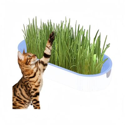 Zoomtopia Boîte de plantation pour culture de chat
