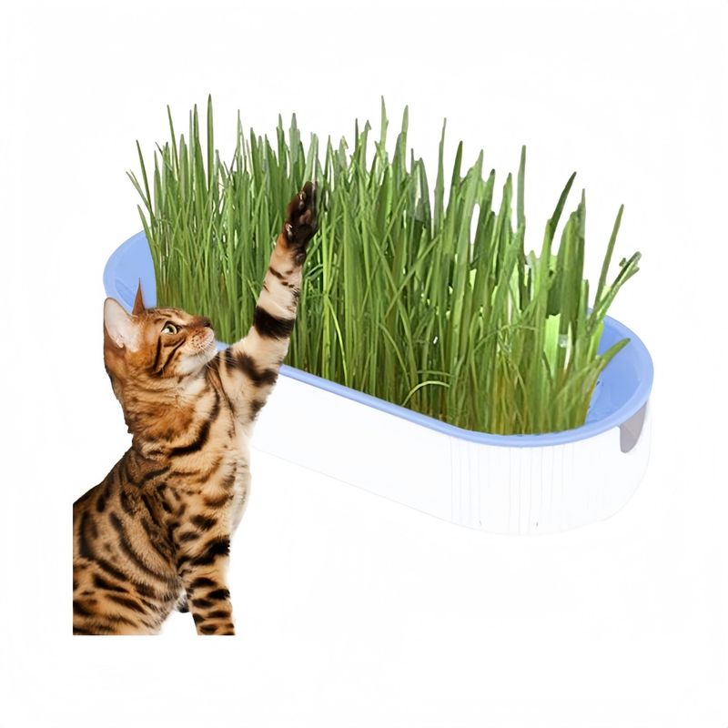 Zoomtopia Boîte de plantation pour culture de chat