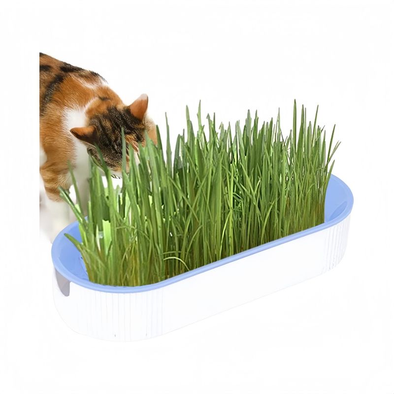 Zoomtopia Boîte de plantation pour culture de chat