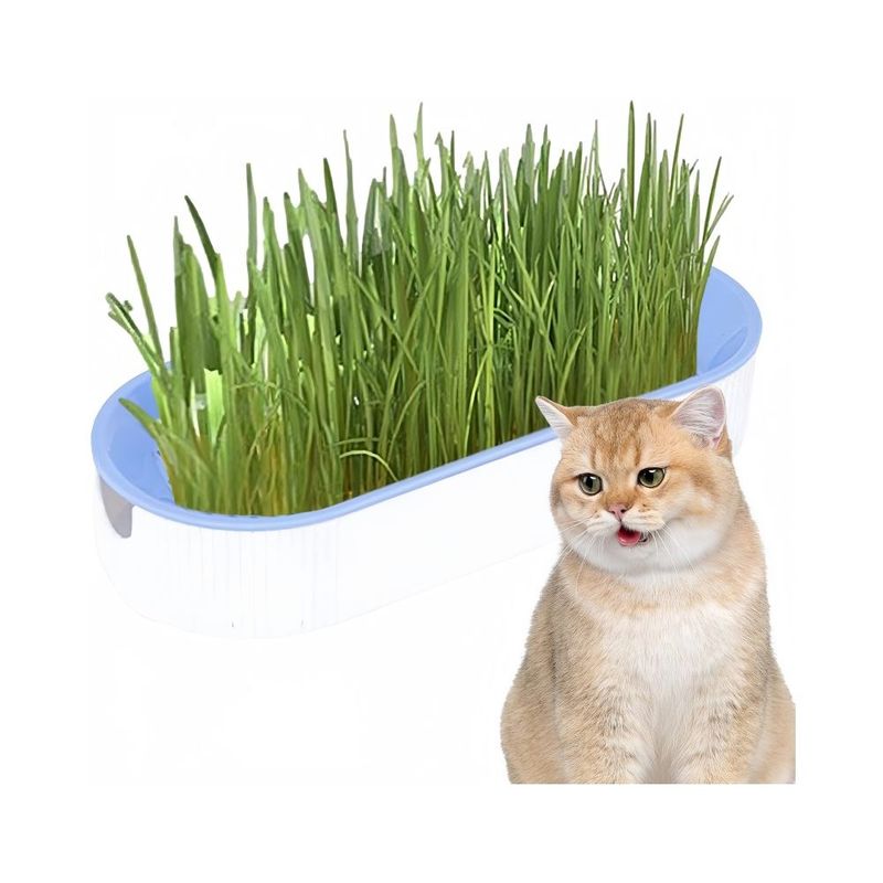 Zoomtopia Boîte de plantation pour culture de chat