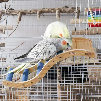 Pawzy Échelle pour petits animaux