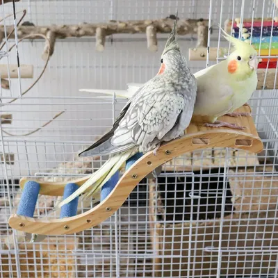 Pawzy Échelle pour petits animaux