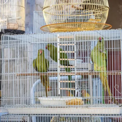 Zoomtopia Échelle à oiseaux pour cage