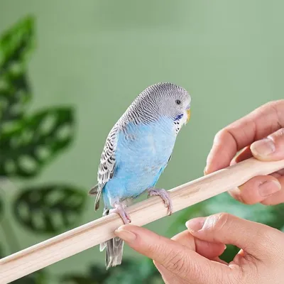 Zoomtopia Échelle à oiseaux pour cage