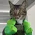 Pawzy Costume Hulk pour chat Pawzy Costume Hulk pour chat