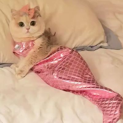 Déguisement de sirène pour chat