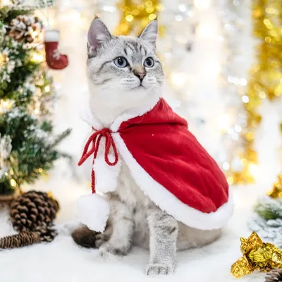 Pawzy  Manteau de Noël pour chats et chiens