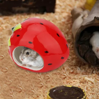 ZooVenture Maisonnette Céramique Pour Hamster
