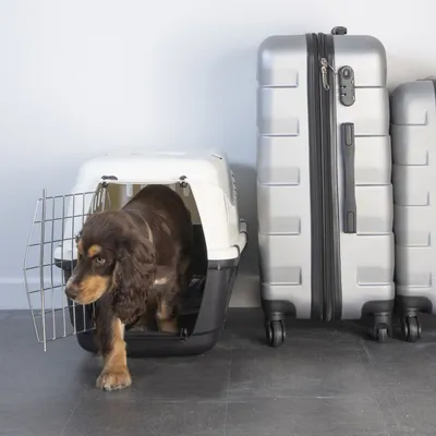 Love Story - Cage de transport pour chat et chien CHEESTER