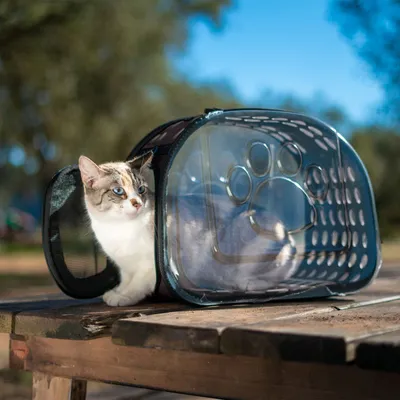 Love Story - Sac de transport transparent pour chien et chat