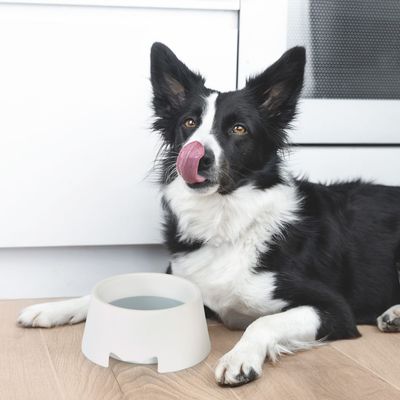 Love Story - Gamelle anti éclaboussures pour chien
