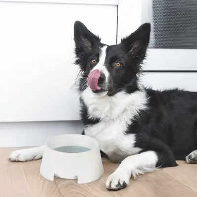 Love Story - Gamelle anti éclaboussures