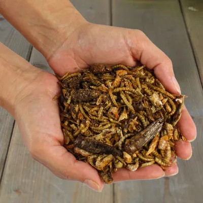 Lyra Pet® Protein Boost Insectes Mix