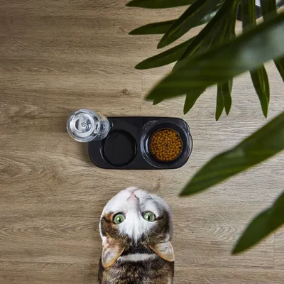 Gamelle et distributeur d'eau pour chat et chien - Noir