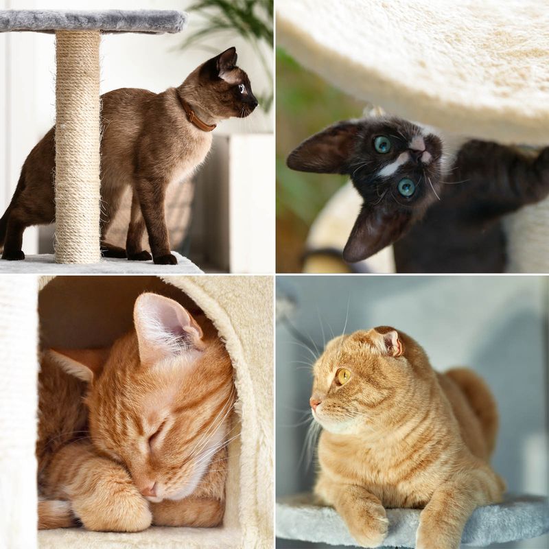 Wiltec Arbre à chat - 71 cm de haut - avec Niche et perchoirs - Meuble grat