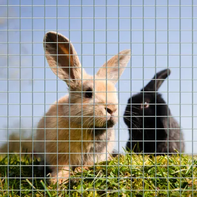 Wiltec Grillage à mailles - 1 m x 25 m / Épaisseur fil 1,2 mm / Maille 25 x