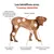 Treatsy Complément Alimentaire - Mobilité Articulations pour chien Lot de 2