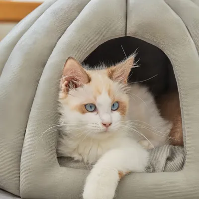 FurryFusion lit pour chat