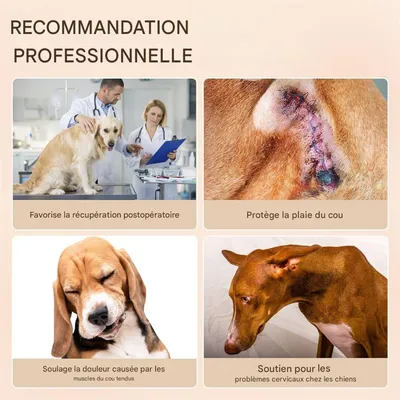 IntiMeg Collier de récupération pour chien