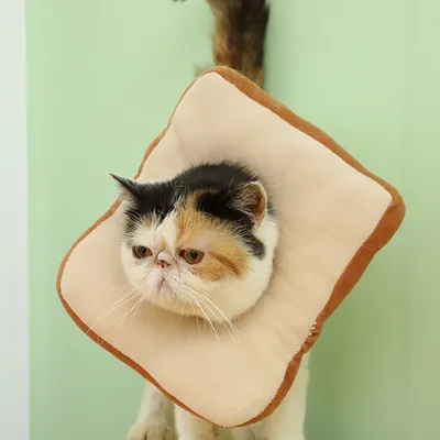 FurryFusion Collier anti-léchage pour chat et chien Bread