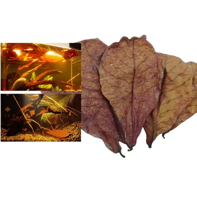 IntiMeg 20 morceaux de feuilles d'amandier, Réduire l'acidité