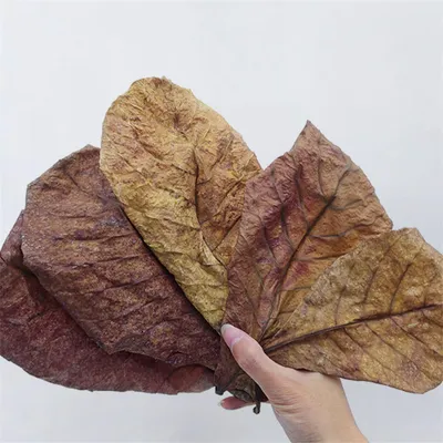 IntiMeg 20 morceaux de feuilles d'amandier, Réduire l'acidité