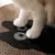FurryFusion Griffeuse pour chat autocollante FurryFusion Griffeuse pour chat autocollante