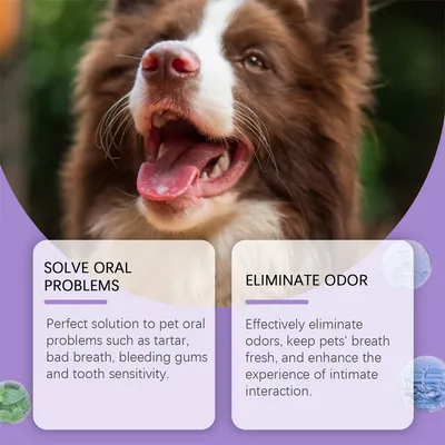 IntiMeg Kit dentaire pour Animaux-Gouttes, sprays, gels