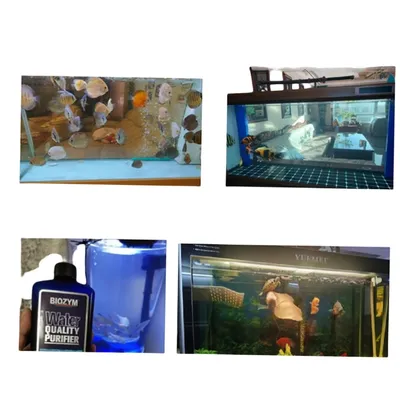 IntiMeg Purificateur d'Eau pour Aquarium